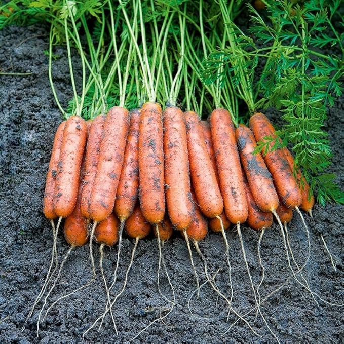 Park Seed Ultimate Container Seed Collection – Non-GMO Compact Vegetable Varieties for Patio Planters &amp Small Spaces with Tomato Pepper Pea Radish &amp Carrot Total of 515 Seeds