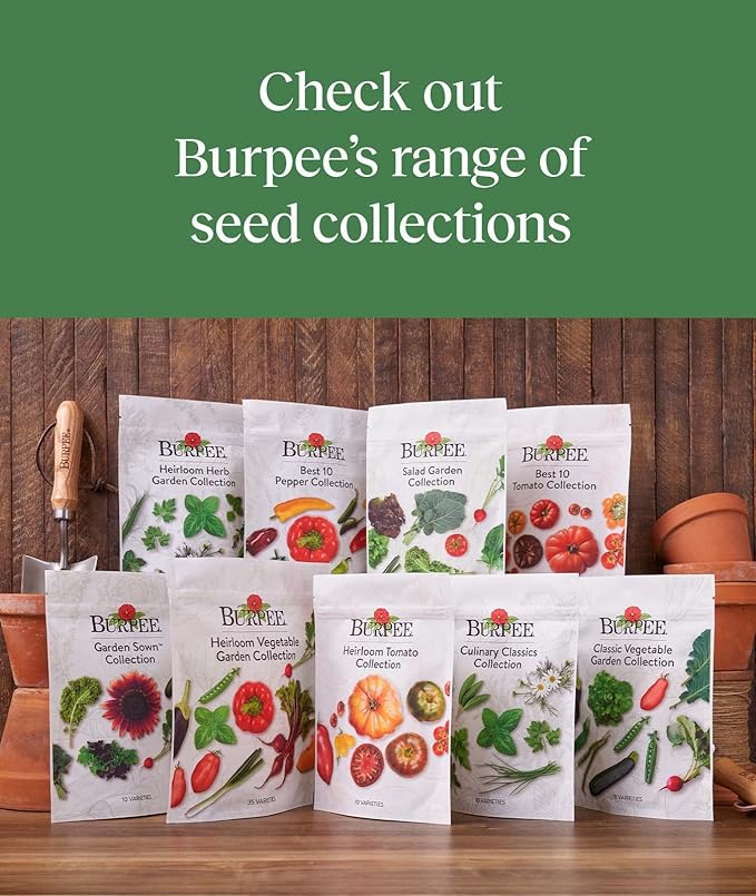 Burpee Culinary Classics Garden Collection 10 Packets of Non-GMO Chives Cilantro Basil Sage Thyme Dill Parsley Chamomile Marjoram &amp Oregano | Kitchen Herb Variety Pack Seeds for Planting