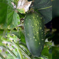 Straight Eight Cucumber Garden Seeds - 1 Lb - Non-GMO Heirloom Vegetable Gardening Seeds - AAS Award Winner