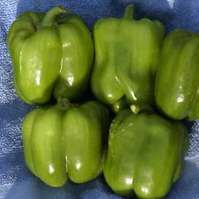 Organic California Wonder Bell Pepper - 1/4 LB ~20000 Seeds - Non-GMO Open Pollinated Heirloom Vegetable Gardening Seeds - Sweet Pepper