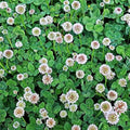 White Dutch Clover 25 Lb Seeds – Trifolium repens – Perennial Ground Cover – Low-Growing Clover for Lawns Pastures &amp Pollinator Gardens – Nitrogen Fixing – Non-GMO