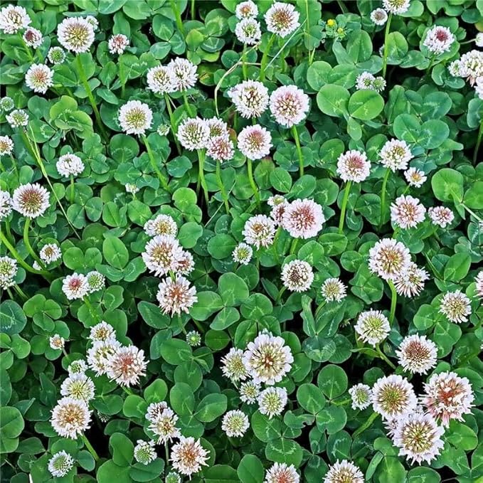 White Dutch Clover 25 Lb Seeds – Trifolium repens – Perennial Ground Cover – Low-Growing Clover for Lawns Pastures &amp Pollinator Gardens – Nitrogen Fixing – Non-GMO
