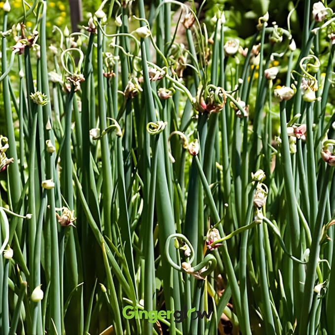 12 Egyptian Walking Onion Plants Start for Planting 4-8 Inch Tall Heirloom Non GMO High Yield Live Vegetable Plants Not Bulbs
