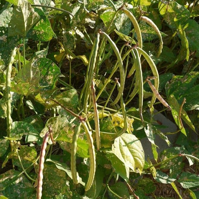 TomorrowSeeds - Mississippi Silver Hull Cowpea Seeds - 2400+ Count - For 2026 Planting Southern Silverskin Silverhull Brown Crowder Cowpeas Field Pea Green Bean Vegetable Grow Your Own Home Farm Patio
