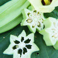 Star of David Okra 1 Lb ~6400 Seeds – Abelmoschus esculentus – Non-GMO Israeli Heirloom – 60–65 Days – Unique Star-Shaped Pods – Tall 7' Plants – Rich Flavor – Prolific Garden Vegetable