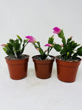 Christmas Cactus Blooms Pink 3 Plants -Zygocactus Plant in 4 pots