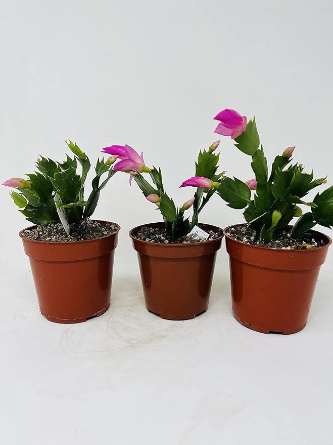 Christmas Cactus Blooms Pink 3 Plants -Zygocactus Plant in 4 pots