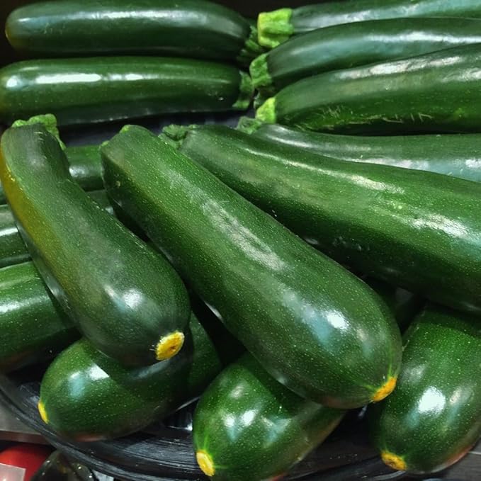 2 Green Zucchini Plants Live 4 Inc Potted Fast Growing Squash Vegetable Garden Plants