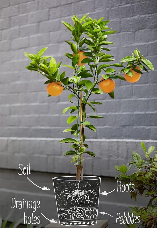GARDENERA Citrus Tree Potting Soil Mix Special Blend for Indoor Oranges Lemons Limes and More - (4 Quart Bag)
