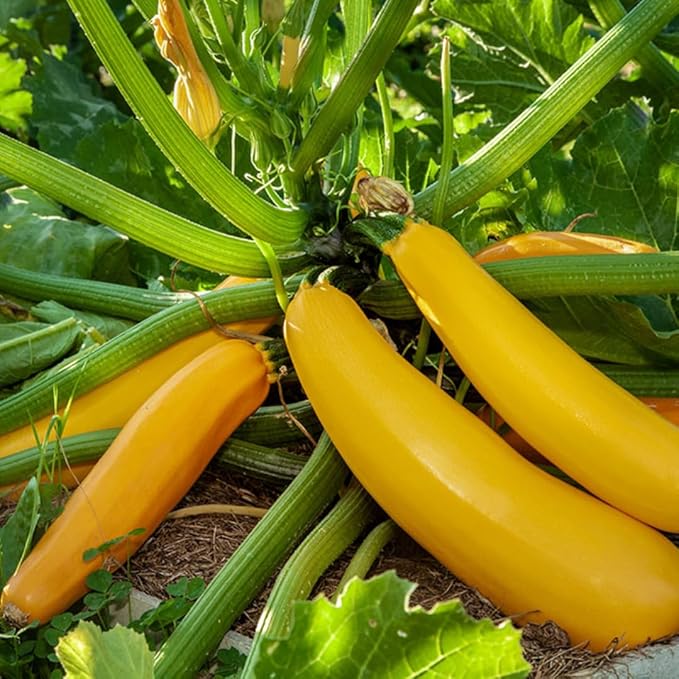 6 Zucchini Plants Seedlings 4 to 6 Inches Tall Live Yellow Squash Zucchini Plants for Planting