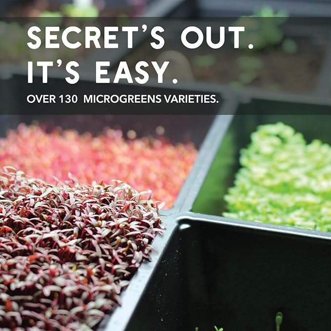 Red Cabbage Microgreens Seeds - 1 Lb ~108800 Seeds - High Germination Premium Non-GMO Seed for Growing Red Cabbage Micro Greens