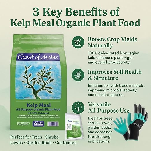 Coast of Maine KM6000 Kelp Meal Plant Food 4 LB – Organic Seaweed Fertilizer for Vibrant Growth with My Garden Pool Soil Test Strips &amp Claw Gardening Gloves
