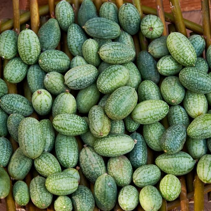 2 Cucamelon Plants Seedlings 4 to 6 Inches Tall Cucamelon Mini Cucumber Live Plant Vegetable Plants for Growing
