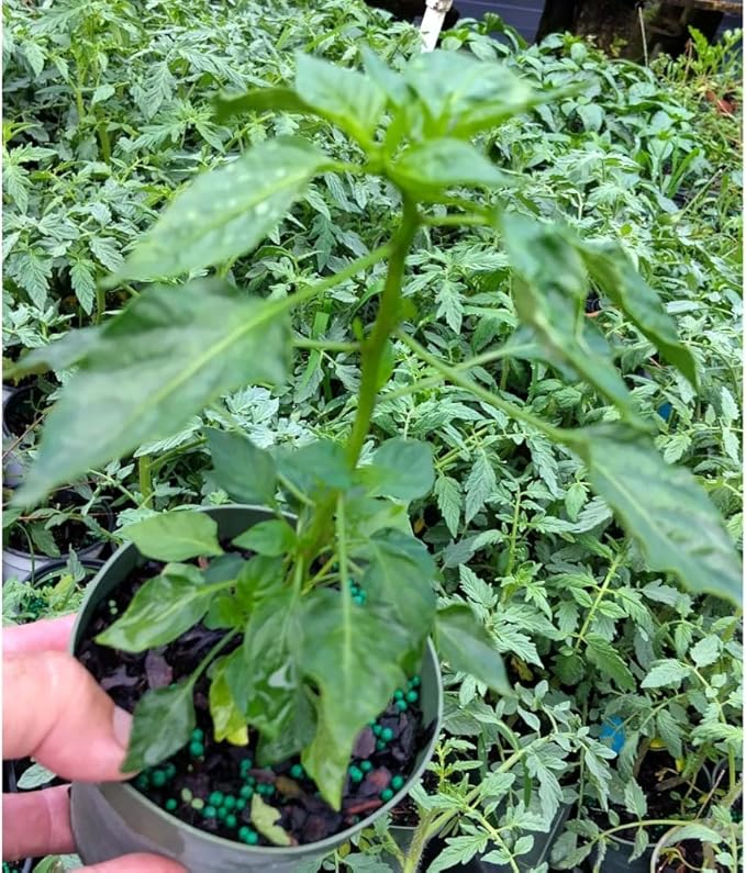 2 Pequin Hot Pepper Plants Live in 2.5 Inch Pot for Planting Outdoor 2 Plants in 1 Pot