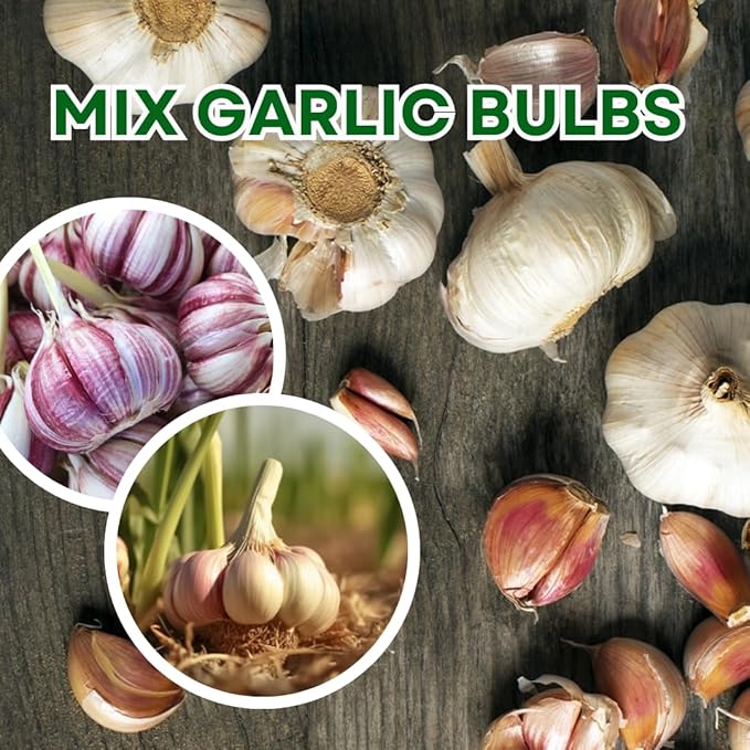 1 Lb Assorted Garlic Bulbs for Planting 8 Hardy Garlic Bulbs for Planting Home Vegetable Garden or Raised Beds Hardneck Garlic Bulbs