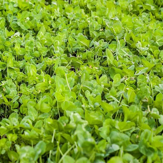 Outsidepride Perennial Clover King Seed Mix - 10 lbs Nitrocoated Inoculated Heat &amp Cold Tolerant Alfalfa-Enhanced Food Plot Seeds for Deer &amp Wildlife Ideal for Spring Summer &amp Winter