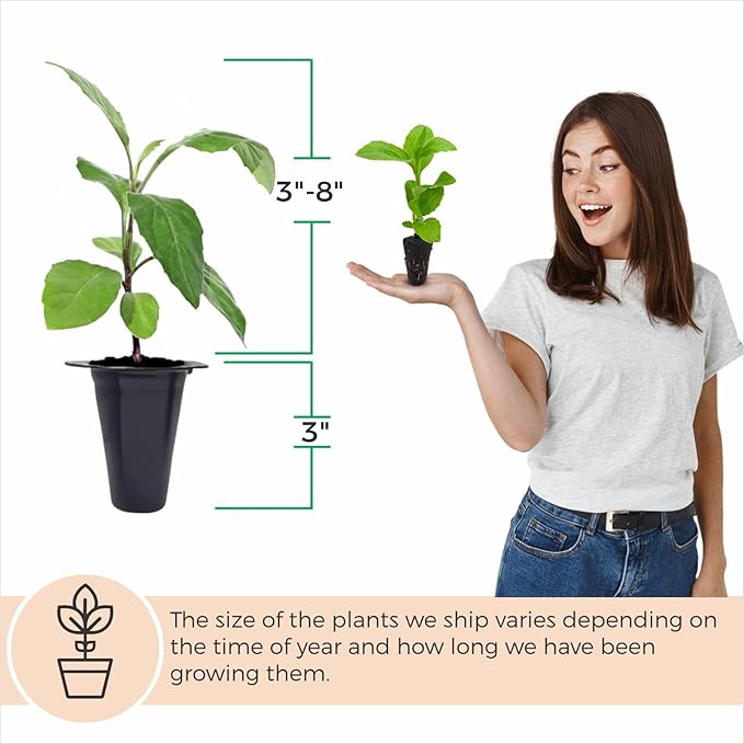Longevity Spinach Plant (4 Pack) | Real Live Vegetable Plant for Sale | Nutrient-Rich Superfood | Easy to Grow Live Plant for Home Gardens Organic Landscaping and Indoor or Outdoor Planting