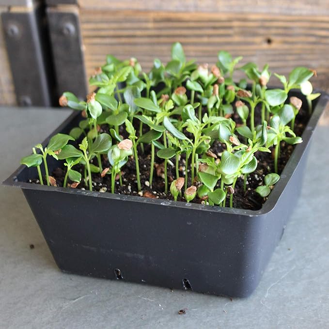 Chinese Mahogany Exotic Microgreens Seeds - 1 Oz - Non-GMO Tree Seeds - Grow As A Micro Green - Toona sinensis
