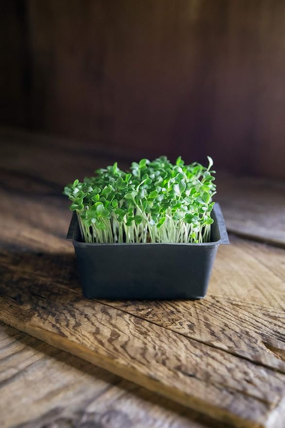 Heirloom Sprouting &amp Microgreen Seed Variety Pack | Contains Waltham 29 Broccoli Sprouting Seeds Rainbow Radish Sprouting Seeds Mix &amp Superfood Microgreen Mix | Non-GMO | Rainbow Heirloom See