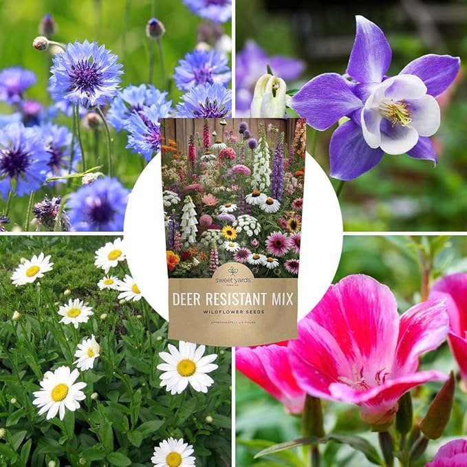 Deer Resistant Wildflower Seed Mixture - Bulk 1/4 Pound Bag - Over 60000 Deer Tolerant Seeds - Open Pollinated and Non GMO