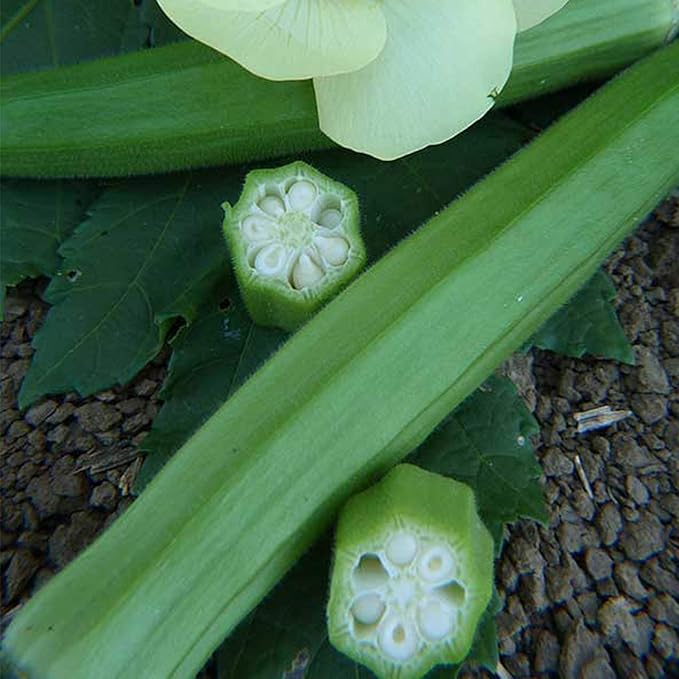 Organic Clemson Spineless 80 Okra Seeds - 5 LB Bulk ~40000 Seeds - Non-GMO Open Pollinated Heirloom Vegetable Gardening Seed