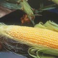 Incredible Hybrid Corn Garden Seed (Treated) - 5 Lb ~12000 Seeds - Non-GMO R/M Vegetable Gardening Seeds - Yellow Corn