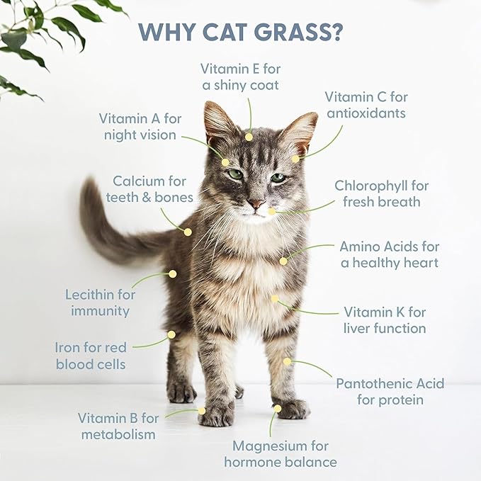 The Cat Ladies Cat Grass Growing kit with Organic Cat Grass Seed Soil and Two Ceramic Planters with Bamboo Trays Natural Hairball Remedy