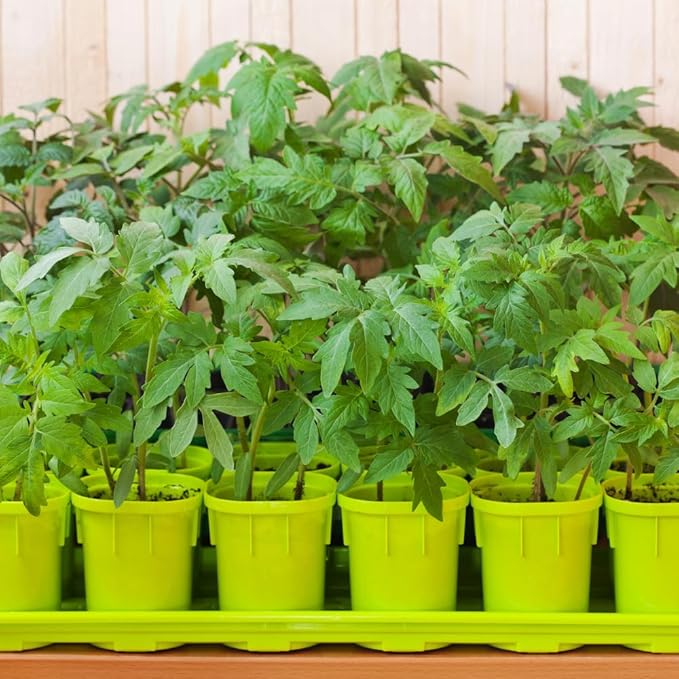 2 Tomato Plants in Pot Cherry Tomato Plant Heirloom Vegetable Plants Live for Planting Outdoors Garden