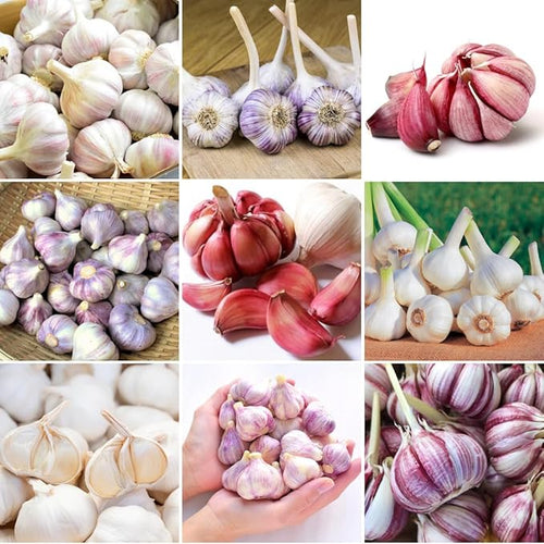 1 Lb Assorted Garlic Bulbs for Planting 8 Hardy Garlic Bulbs for Planting Home Vegetable Garden or Raised Beds Hardneck Garlic Bulbs
