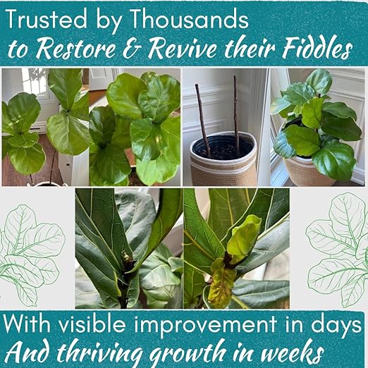 Fiddle Leaf Fig Rescue Drops – Treats Root Rot Brown Spots Leaf Drop &amp Stress | Immune Boosting Liquid Formula Concentrate | Easy to Use | Safe for All Tropical Plants | 3.3 oz | Made in USA