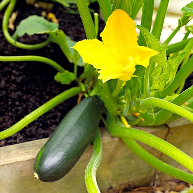 4 Green Squash Zucchini Plants Seedlings Live Squash Plants from 6 to 8 Inches Tall 4 Inches Pot