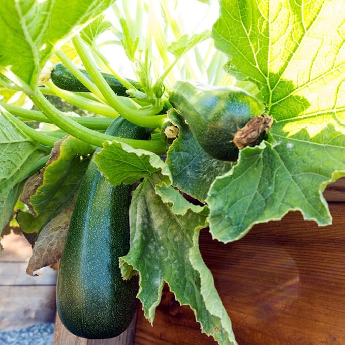 2 Squash Plants Green Squash Zucchini Plant Live in Pot Live Green Squash Plant Live Squash Seedlings Squash Zucchini Plant Live for Planting Outdoor Garden Live Zucchini Plant Vegetable Squash