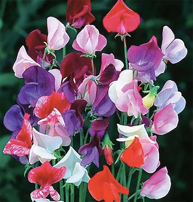 Fragrant Sweet Pea Seeds Climbimg Vine Up to 8' - Approximately 50 Seeds - Most Fragrant Sweet Peas - Lathyrus Odoratus