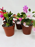 Christmas Cactus Party 2 Plants -Zygocactus Plants 4 Pot