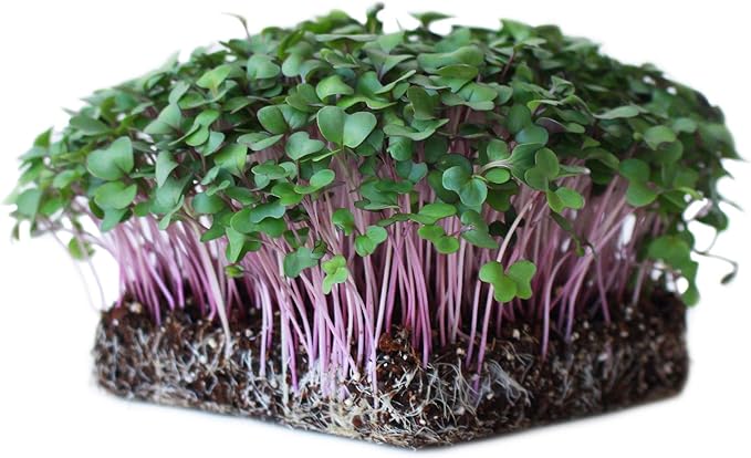Purple Vienna Kohlrabi Seeds: 25 Lb - Bulk Non-GMO Vegetable Gardening &amp Microgreens Growing Seed