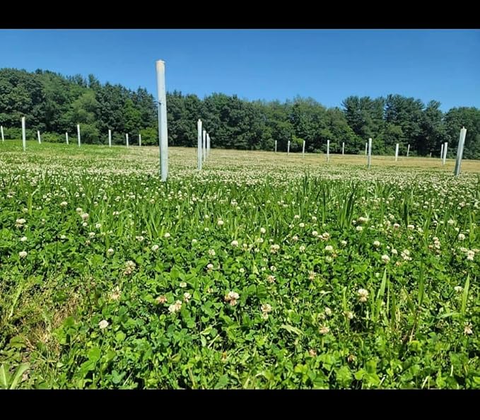 Clover Food Plot Seed for Deer and Turkeys 1/2 Acre or 3 Acre 5 Types of Clover Perennial Blend Cold Hardy Drought Tolerant Highly Palatable (1/2 Acre (3.5lbs))
