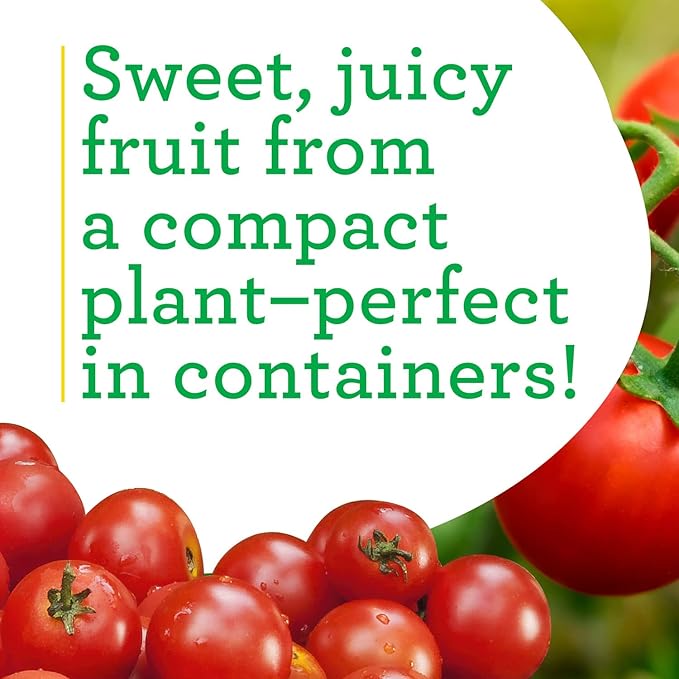 Bonnie PLANTS Husky Cherry Red Tomato Live Vegetable Plants - 4 Pack Non-GMO Bite Sized Disease Resistant