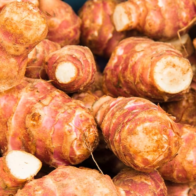 8 Oz Jerusalem Artichoke Tubers for Planting High Yield Sunchoke Rhizomes Bulbs for Planting Cold Hardy Gardening Indoor Outdoor