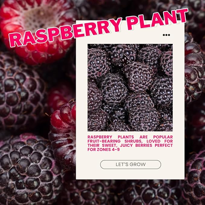 4 Glencoe Thornless Raspberry Plants Live 5-9 Inch Tall Raspberry Fruit Trees for Outdoor Growing Raspberry Seedling