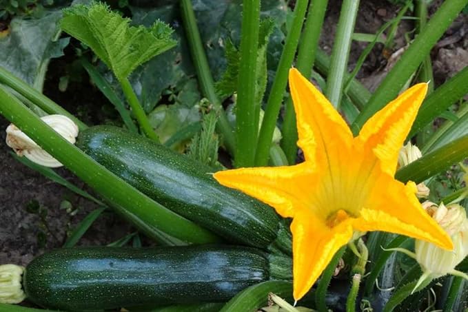 4 Green Squash Zucchini Plants Seedlings Live Squash Plants from 6 to 8 Inches Tall 4 Inches Pot