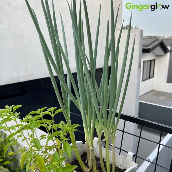12 Egyptian Walking Onion Plants Start for Planting 4-8 Inch Tall Heirloom Non GMO High Yield Live Vegetable Plants Not Bulbs