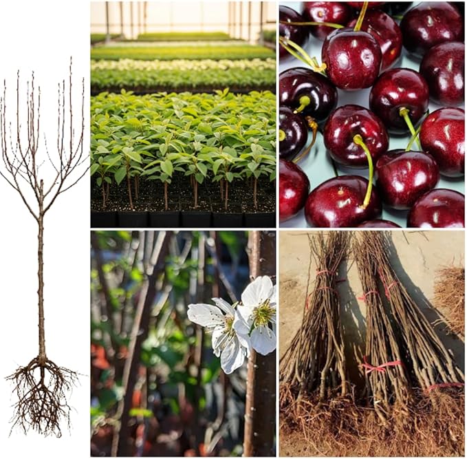 2 Black Cherry Trees Live Plants Sweet Cherry Plants Live Fruit Tree Bareroots Dormant 12-18 Inch Height Wild Black Cherry Seedling for Planting Home Garden