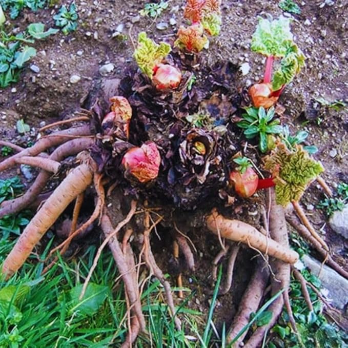 5 Rhubarb Plants Roots for Planting Rhubarb Plants Live Roots for Planting Gardening Outdoor Indoor Backyard Gardens 3 to 5 Inc Tall