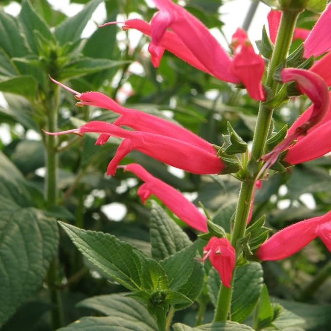Bonnie Plants Pineapple Sage - 4 Pack Live Plants Perennial In Zones 8 - 10 3 - 4 Ft Tall Plants Garnish Teas &amp Flower Arrangements