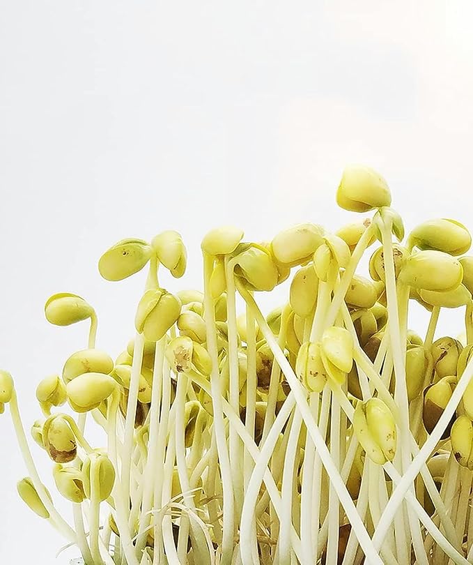 Electric Bean Sprout Grower with Intelligent Irrigation and Temperature Control for Large Capacity Germination Kit (2 Layer)