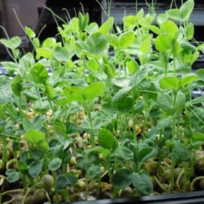 Green Pea Sprouting Seed - 35 Lb - Handy Pantry Brand - Green Pea for Sprouts Garden Planting Cooking Soup Emergency Food Storage Vegetable Gardening