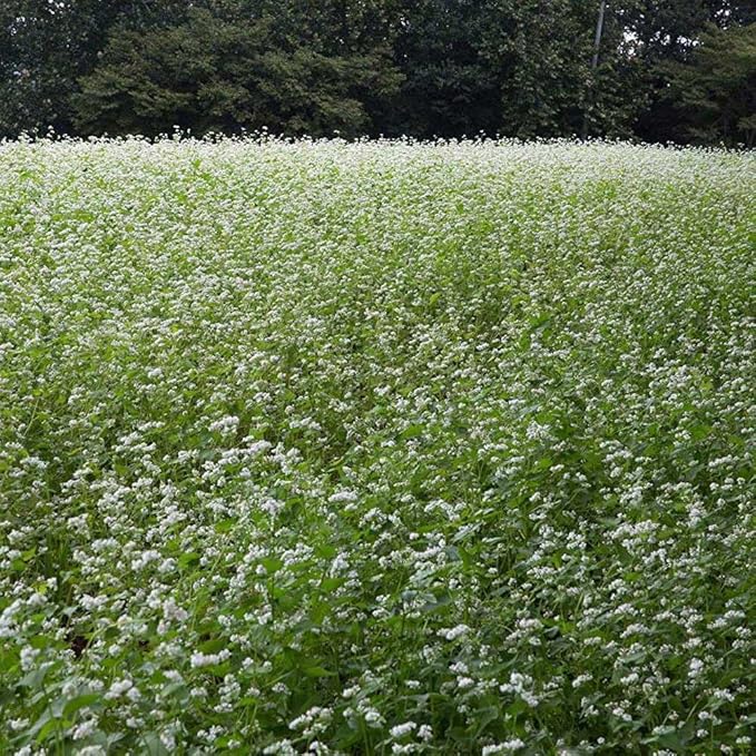 Outsidepride Buckwheat Seeds - 40lbs Annual Fast-Growing Easy to Grow Buckwheat Cover Crop Seeds for Green Manure Bee Pasture &amp Pollinators Wildlife Habitat Soil Improvement and Erosion Cont