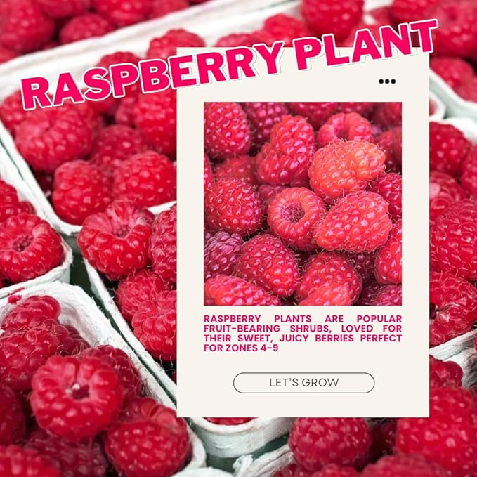 4 Red Thornless Raspberry Plants Live 5-9 Inch Tall Raspberry Fruit Trees for Outdoor Growing Raspberry Seedling