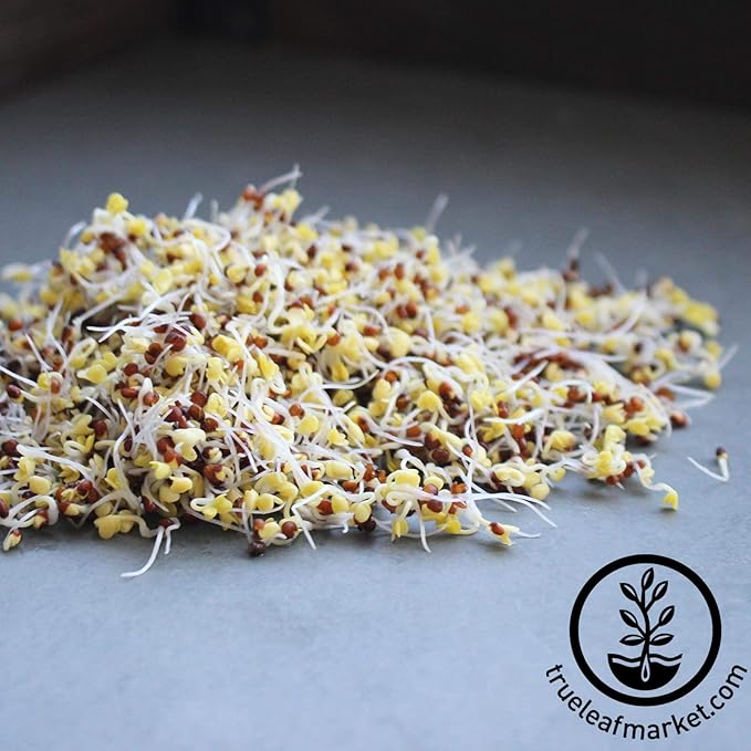 Organic Broccoli Sprouting Seeds by Handy Pantry | 8 oz. Resealable Bag | Non-GMO Broccoli Sprouts Seeds Contains Sulforaphane