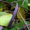 Royal Burgundy Bush Bean Seed (Treated) - 5 Lb - Non-GMO Heirloom Green Snap Bean Seeds - Vegetable Garden Seeds